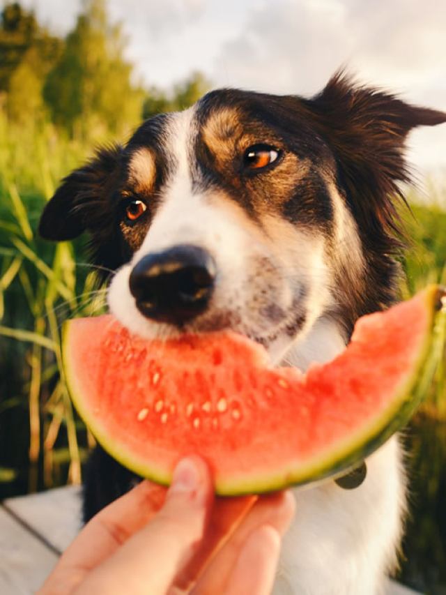 Frutas que seu cachorro pode e não pode comer
